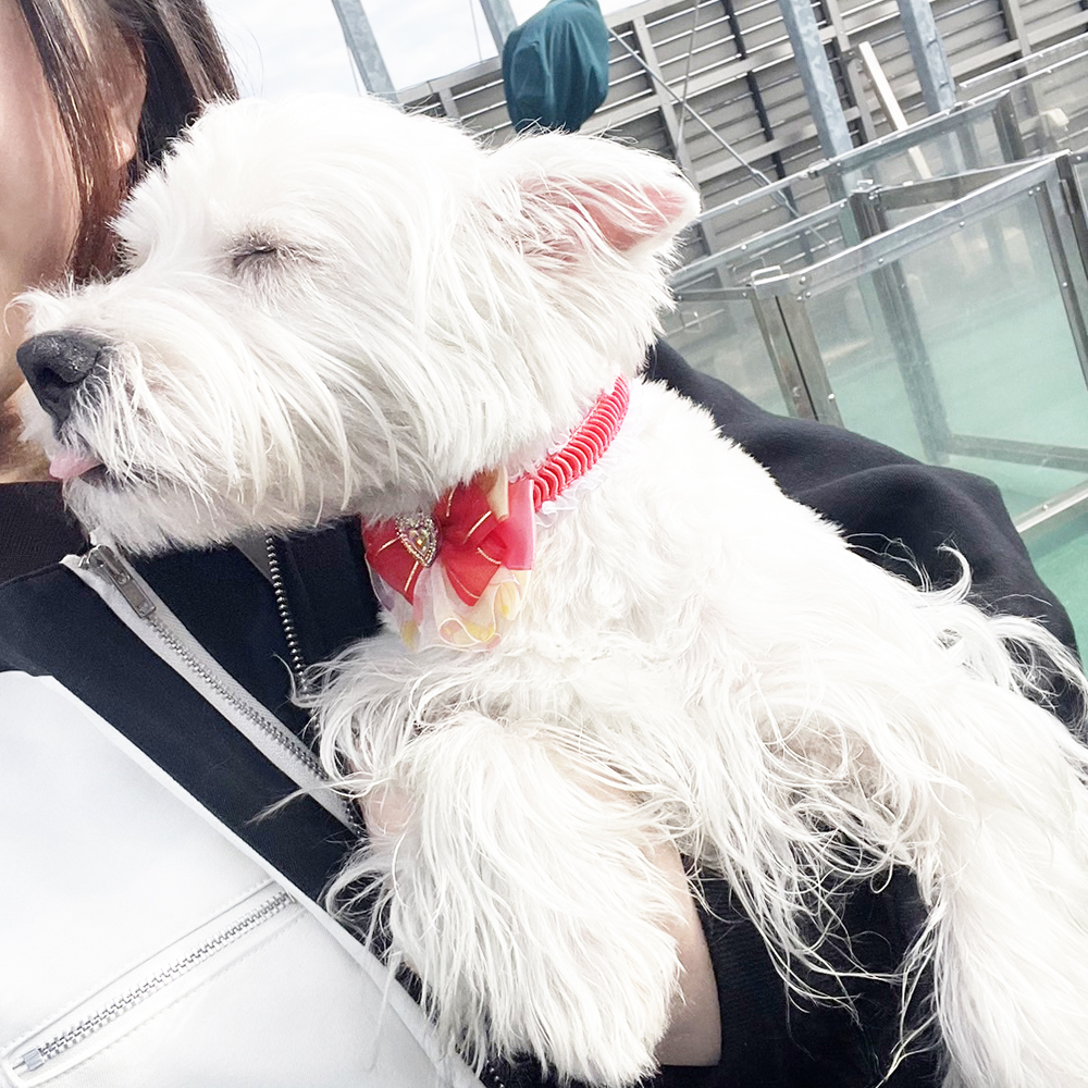 生徒が撮影したモデル犬写真③